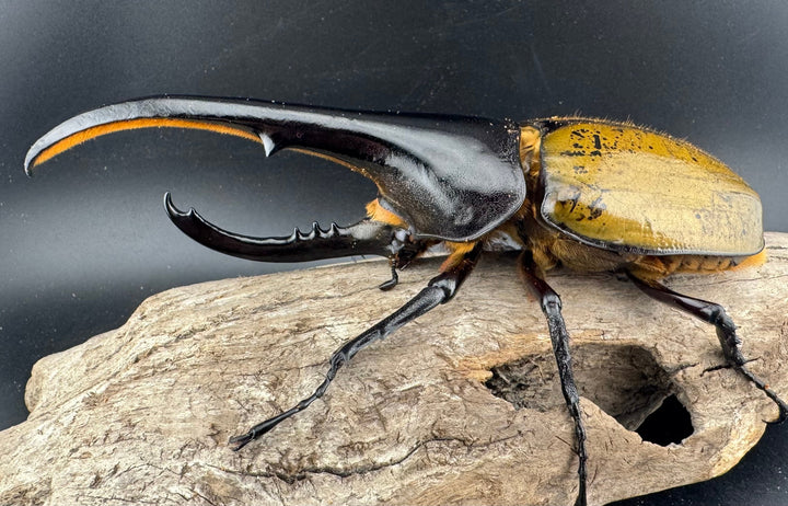 《ヘラクレス・ヘラクレス 152mm ペア》