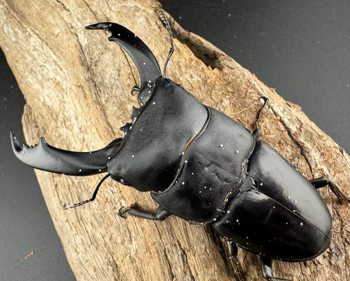 【WD】《ブルーダンヒラタクワガタ 88mm ペア》