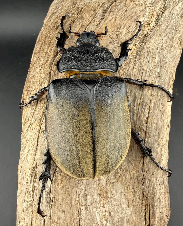 《ギアス ルンバッシャー 87mm ペア》