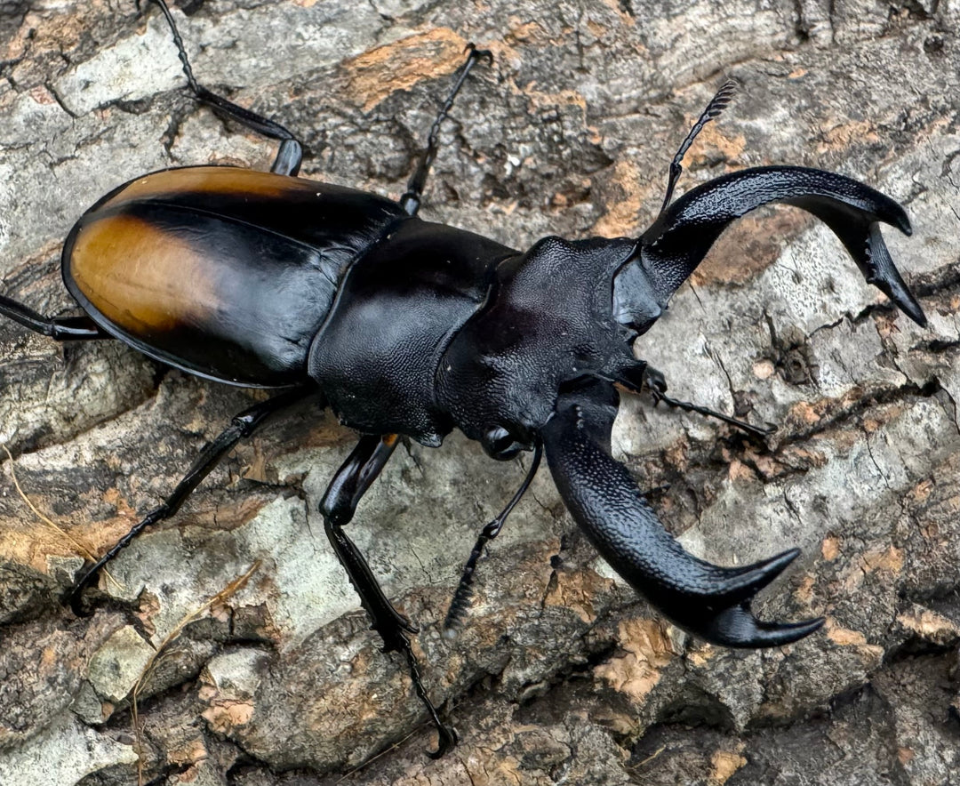 【WD】《セアカフタマタ（パリーフタマタ） 75mm ペア》