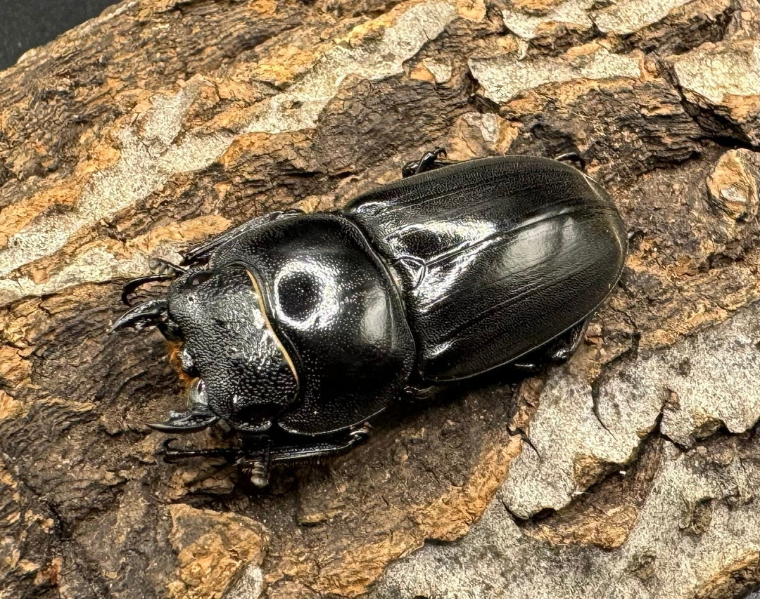 【WD】大型《ネバービスカヤヒラタ（カヤパヒラタ） 83mm ペア》