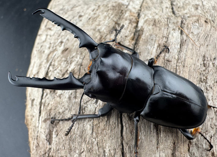 【WF2】《ゲルツルードノコギリクワガタ 58mm ペア》