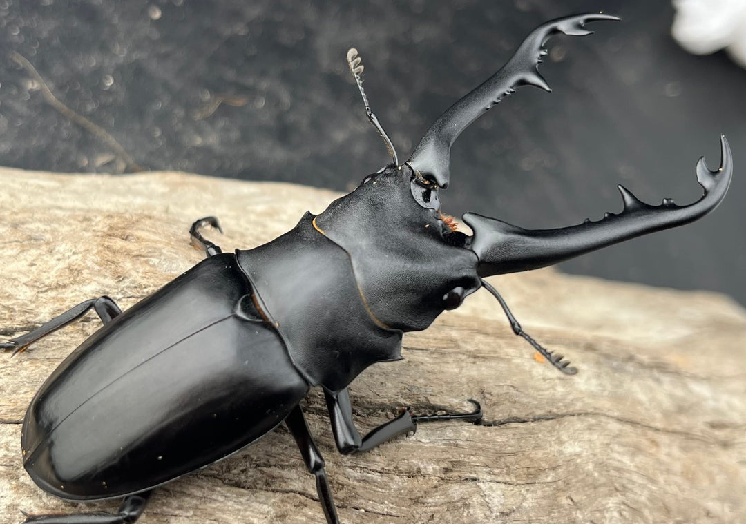 【WD】《 ギラファノコギリ亜種ボロブドゥール 91.5mm ペア》