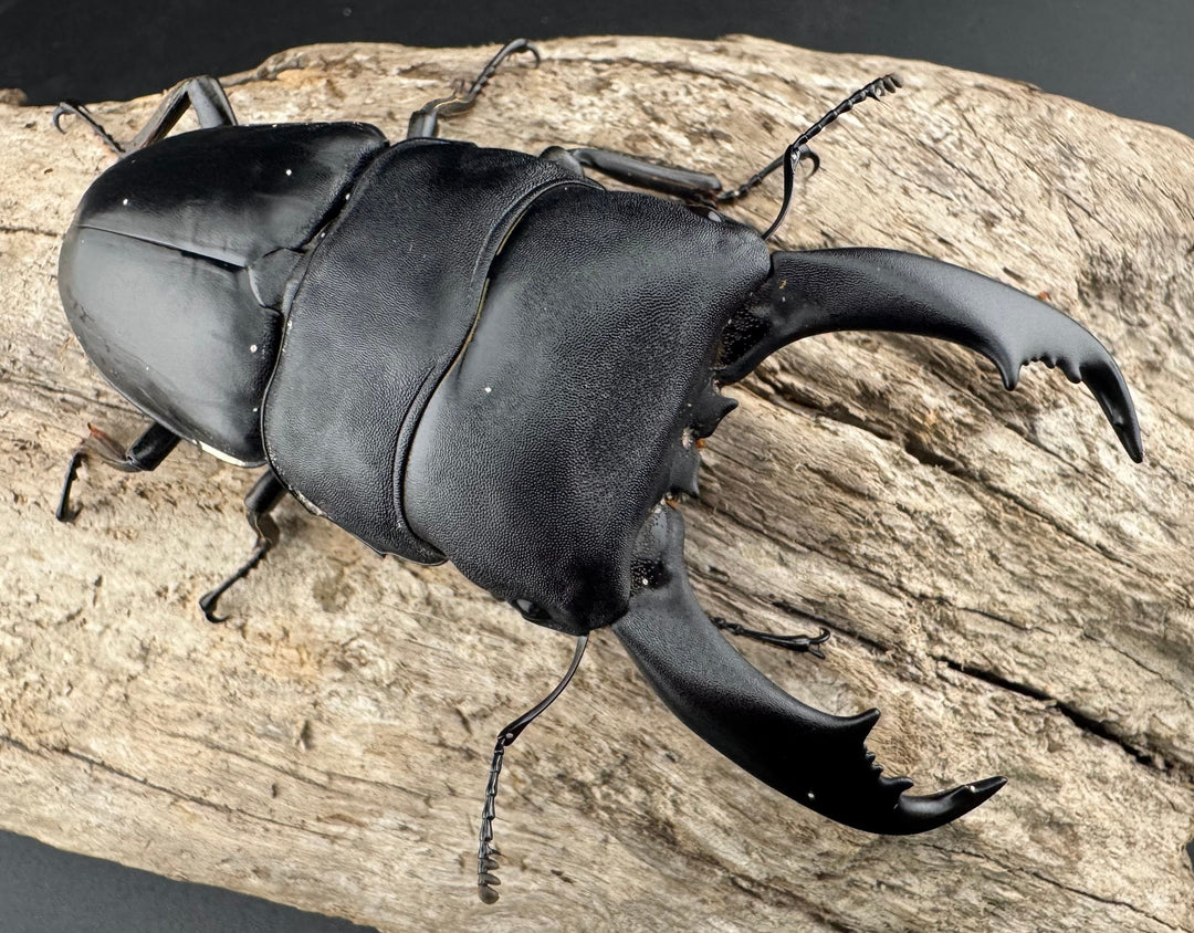 【WD】《ブルーダンヒラタクワガタ 90mm ペア》