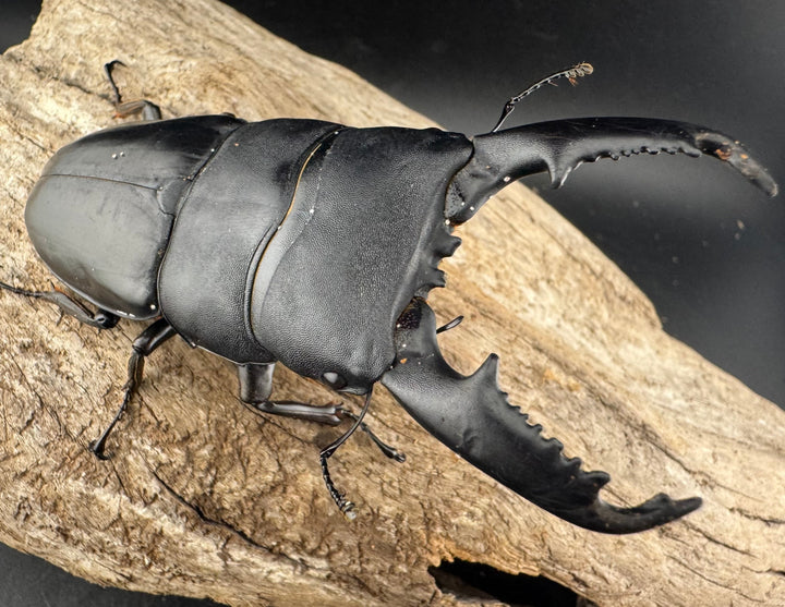 【WD】大型《ミンダナオヒラタ マラグサン産 94mm ペア》