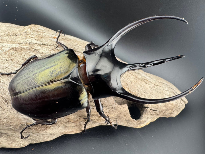 【WD】美形《ジャワコーカサスオオカブト 107mm ペア》