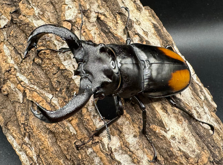 【WD】《セアカフタマタ（パリーフタマタ） 85mm ペア》