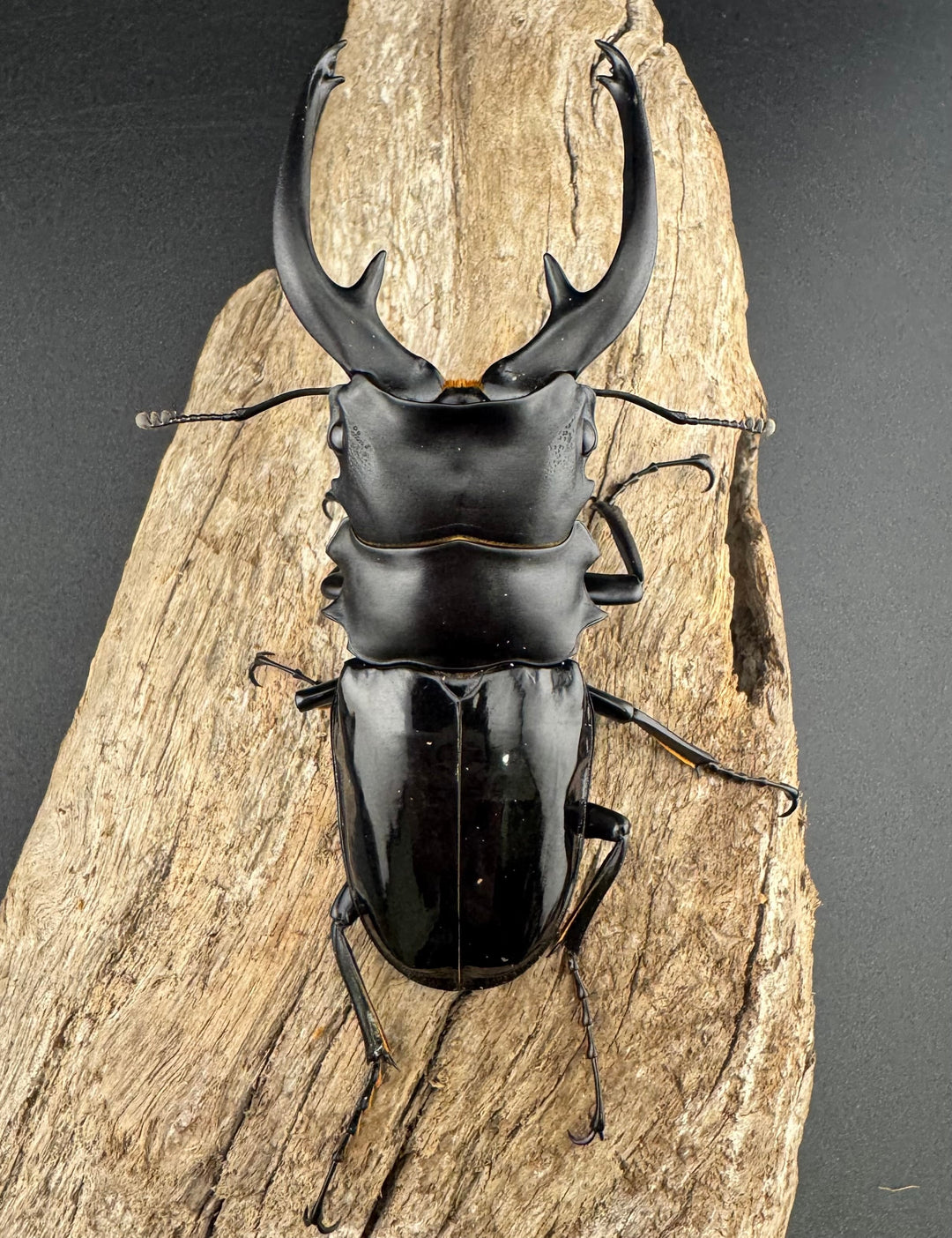 【WD】《インターメディアツヤクワガタ ネグロス島産 97mm ペア》