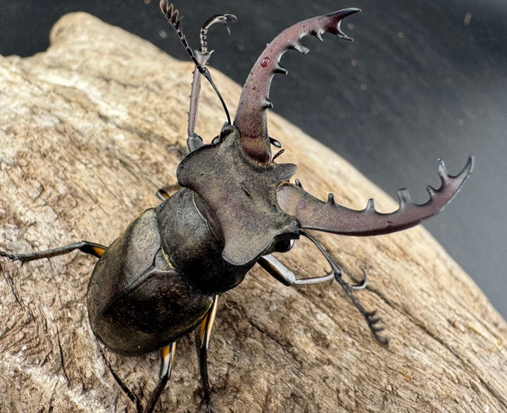 【WD】《ミヤマクワガタ 山形県産 50mmUP ペア》