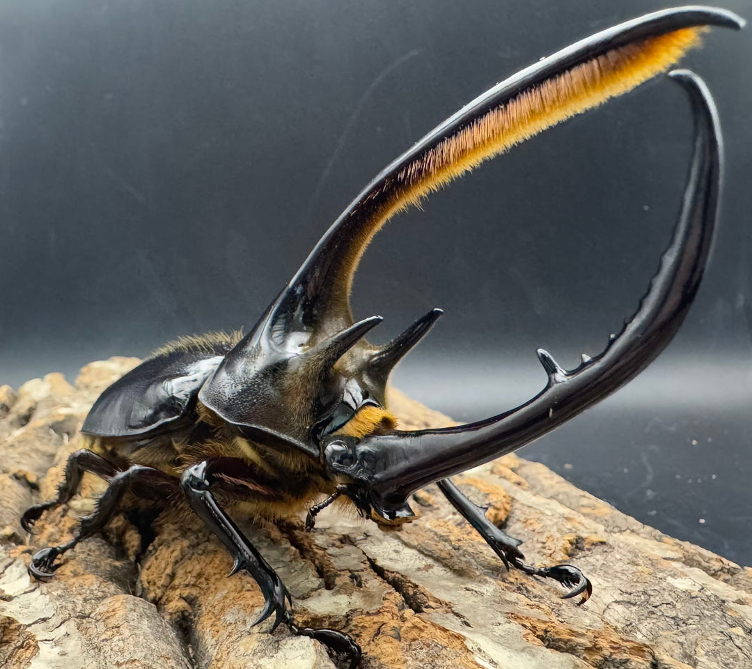 《ネプチューンオオカブト 132mm ペア》