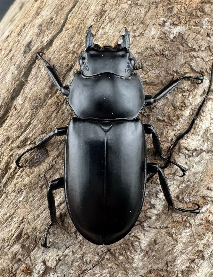 【WD】《ウエストウッディ亜種カズミアエ 雲南省産 73mm ペア》