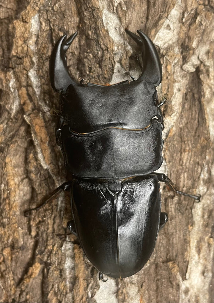 《ホペイオオクワガタ OMG血統 74mm ペア》