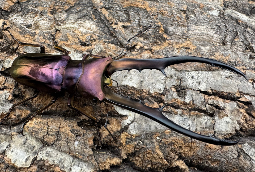 【美麗】《メタリフェルホソアカ 83.4mm ペア》セルヴォラン氏ブリード個体