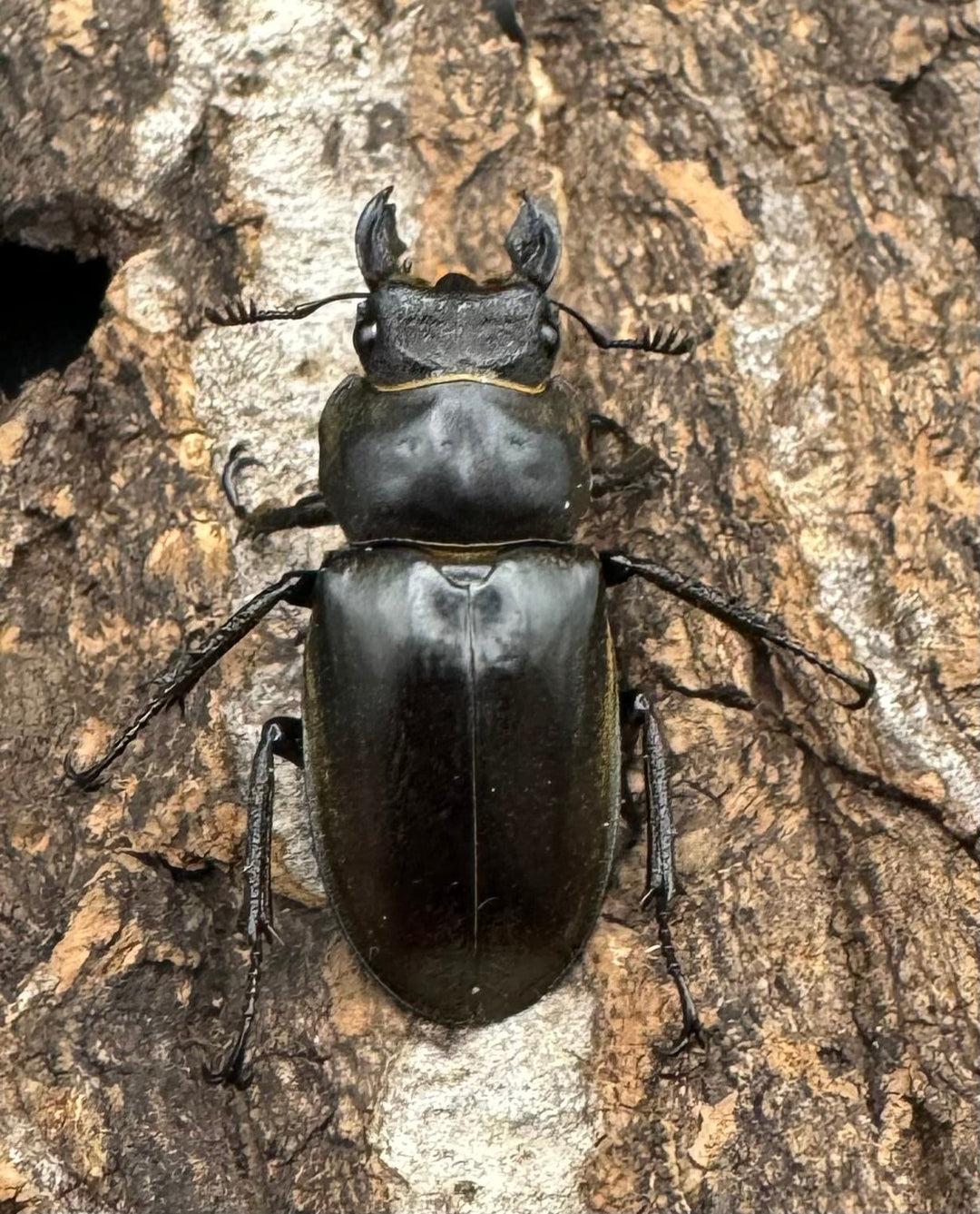 【WD】《クラーツミヤマ ベトナム亜種 58mm ペア》