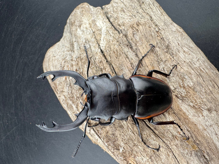 【WD】《クベラツヤクワガタ亜種sinensis 浙江省産 73.5mm ペア》