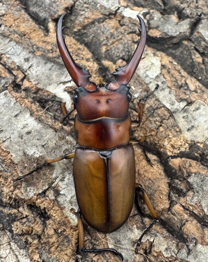 【WF3】《アスタコイデスノコギリ亜種ミズヌマイ 52mm ペア》