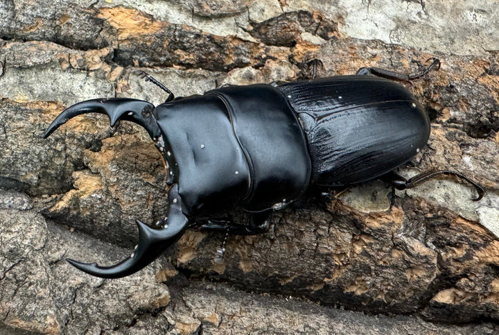 【WD】《ミンダナオパリーオオクワ  56mm ペア》