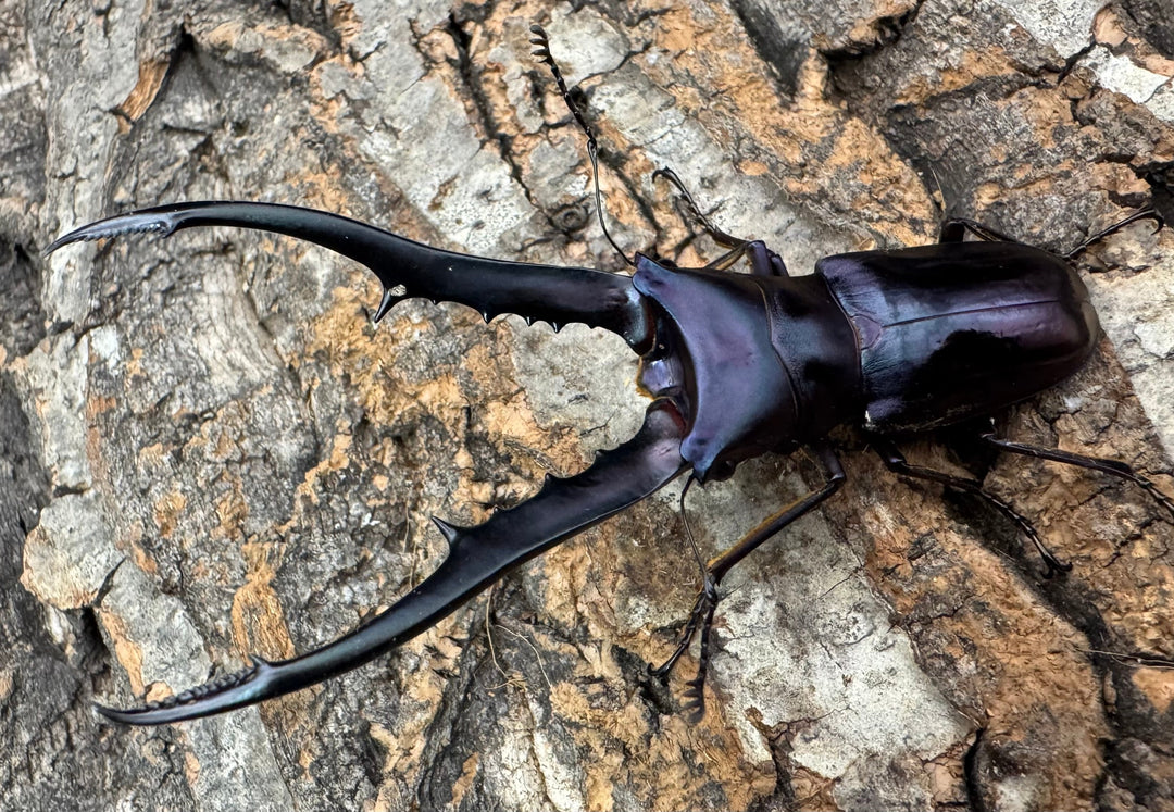 【美麗】《メタリフェルホソアカ 81mm ペア》わたくわ氏ブリード個体