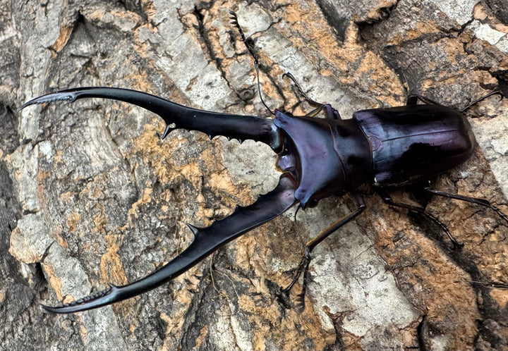 【美麗】《メタリフェルホソアカ 81mm ペア》わたくわ氏ブリード個体