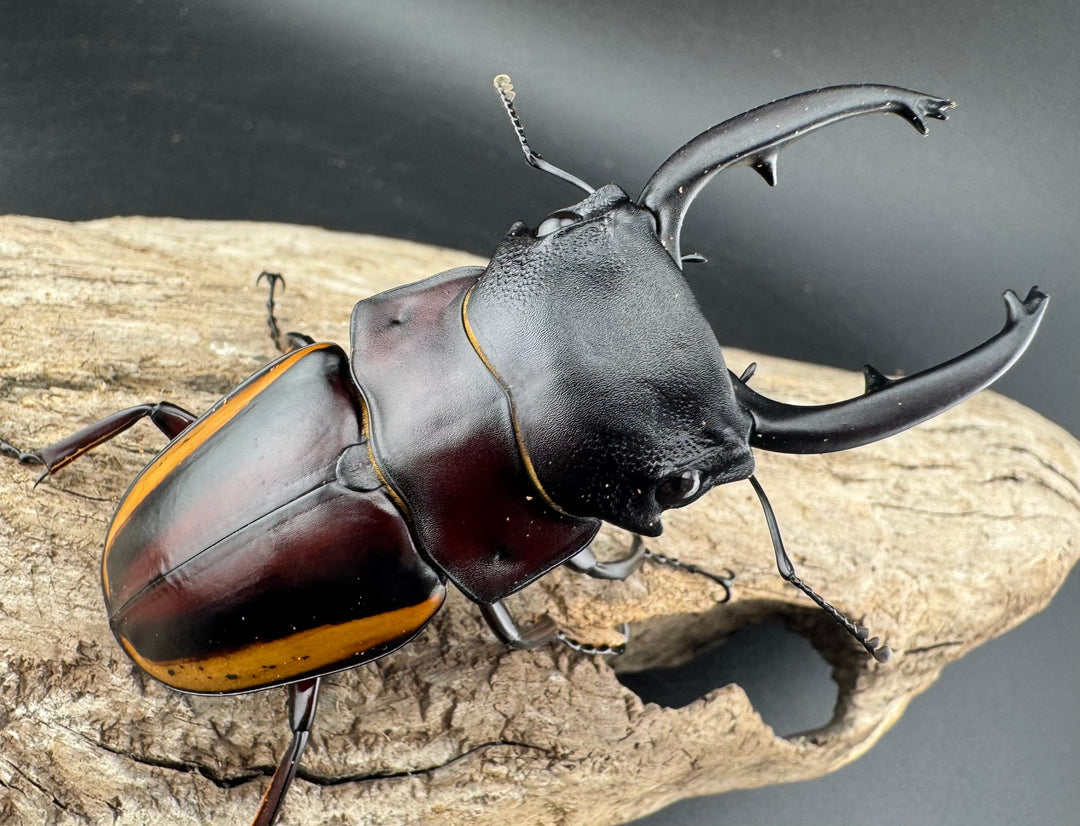 【WD】《スチーブンスツヤ亜種duivenbodei 大歯 74.5mm ペア》