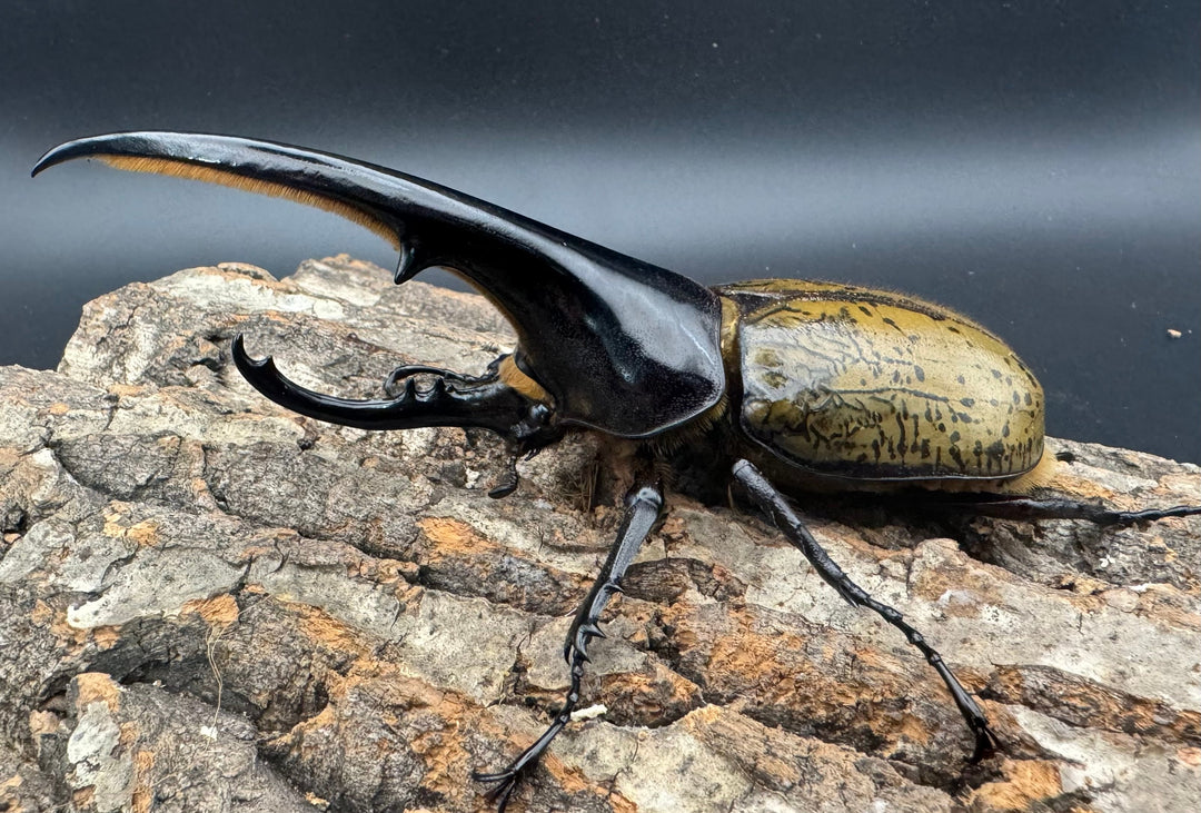 《ヘラクレス・ヘラクレス 141mm ペア》