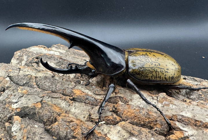 《ヘラクレス・ヘラクレス 141mm ペア》