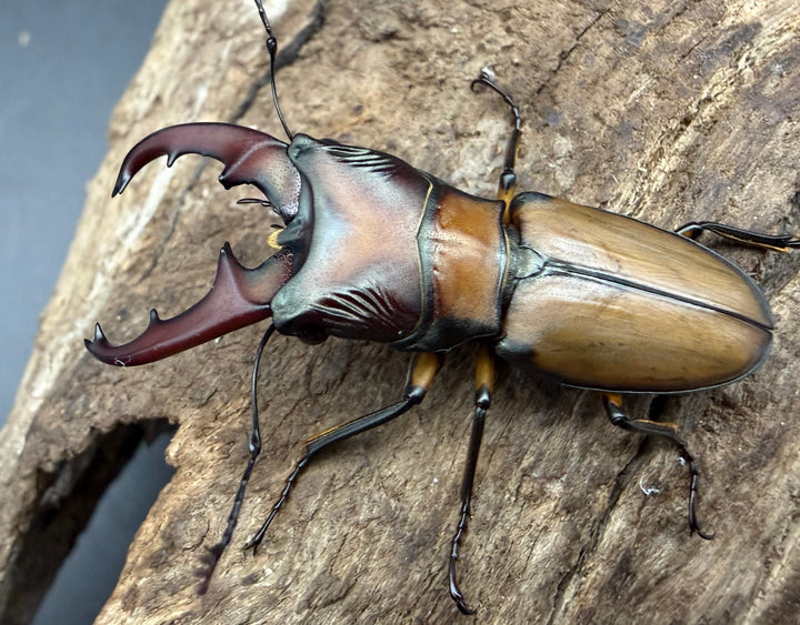 【F0】《エルサホソアカ 剣河県産 37mm ♂♀♀トリオ》