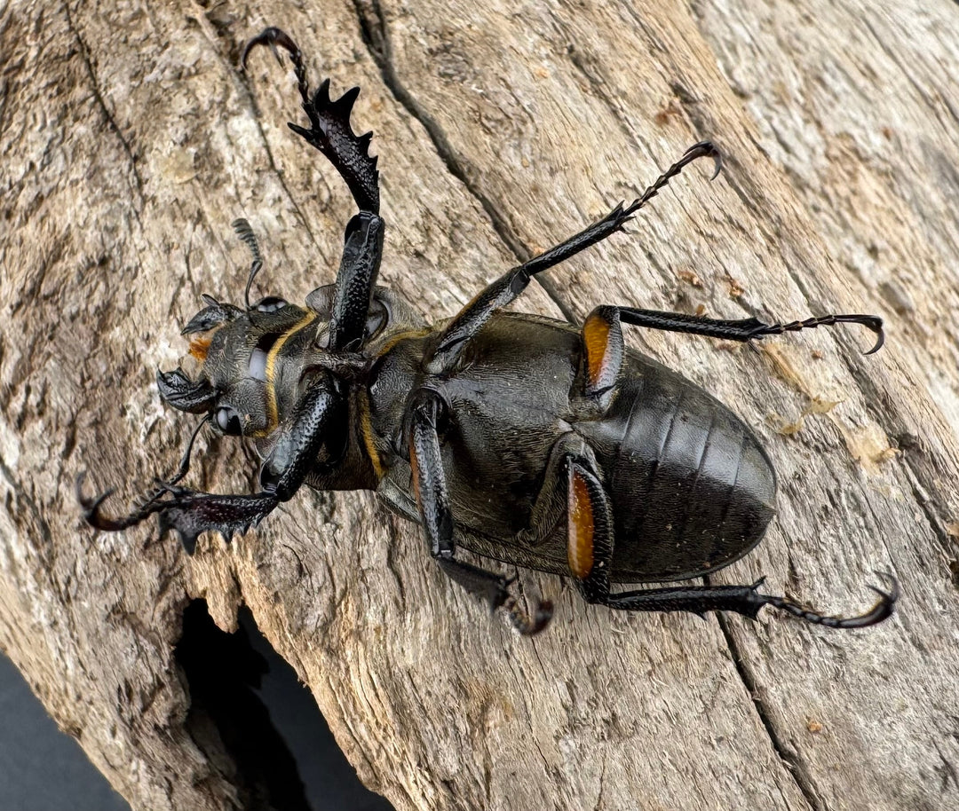 【WD】《クラッペリッヒミヤマ 42mm ♀脚黄紋 ペア》