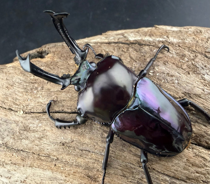 《ニジイロクワガタ 紫紺系 55.5mm ペア》