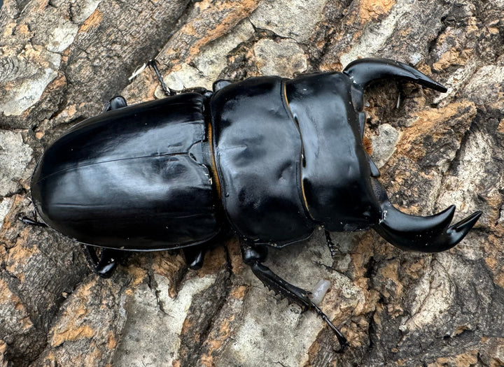 《インドアンタエウス サディア産 82mm ペア》