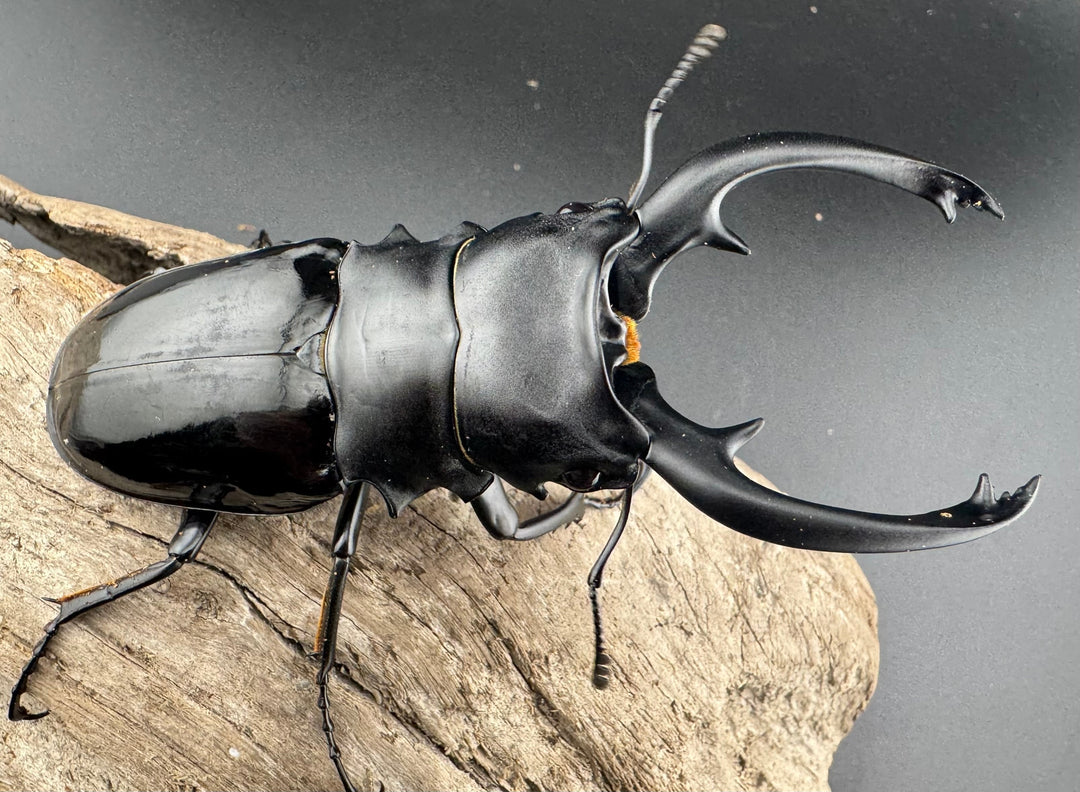 【WD】《インターメディアツヤクワガタ パラワン産 91mm ペア》