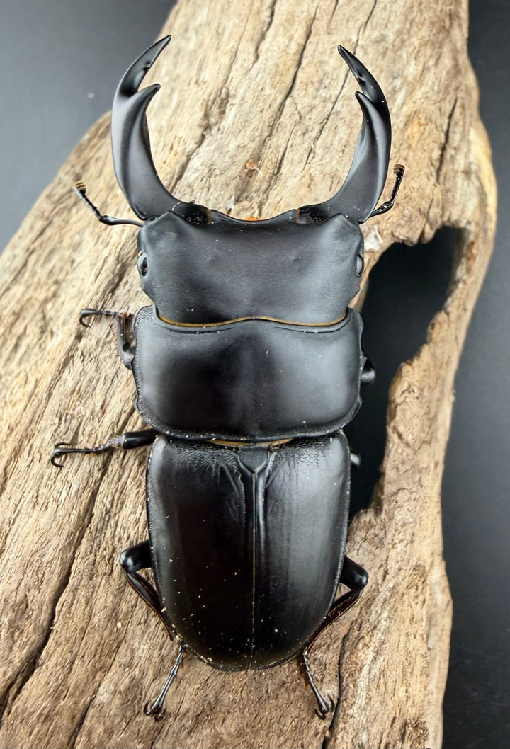 【F0】《国産オオクワガタ 茨木市産 64.5mm ♂♀♀トリオ》