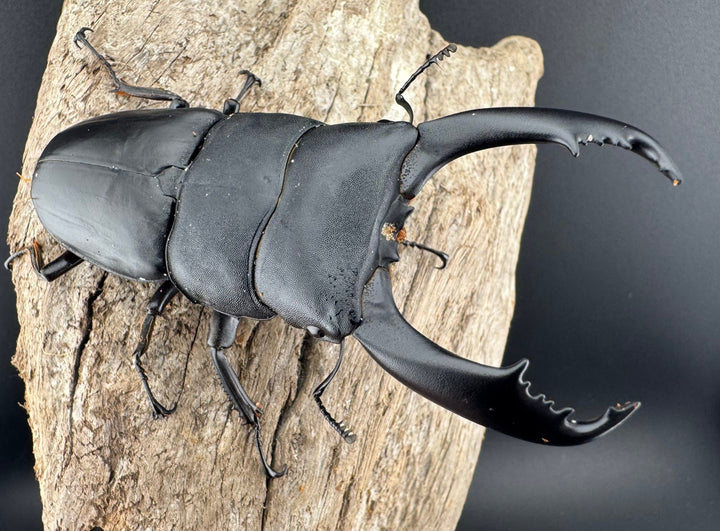 【WD】《ブルーダンヒラタクワガタ 90mm ペア》