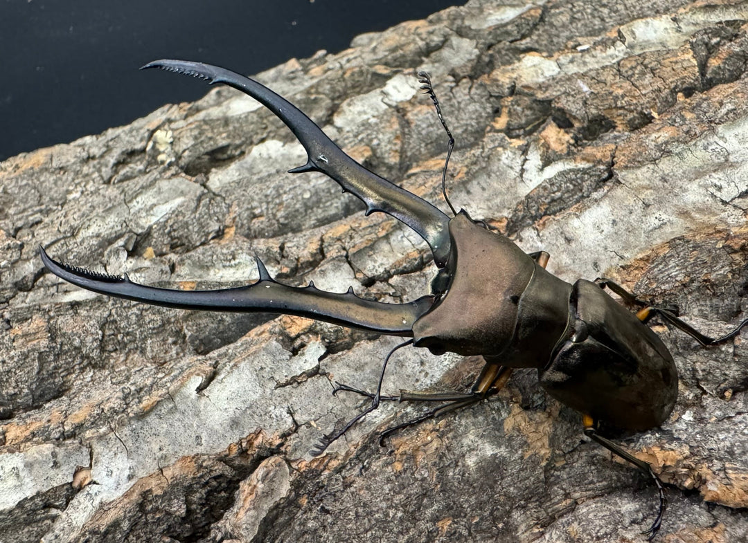 【WD】《メタリフェルホソアカ 85.5mm ペア》