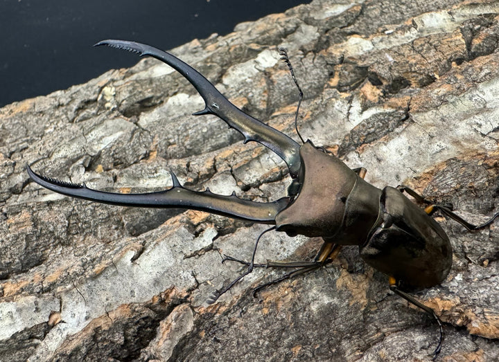 【WD】《メタリフェルホソアカ 85.5mm ペア》