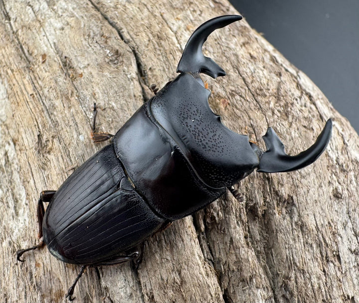 【WD】《プンクティペンニスネブト 40.5mm ペア》