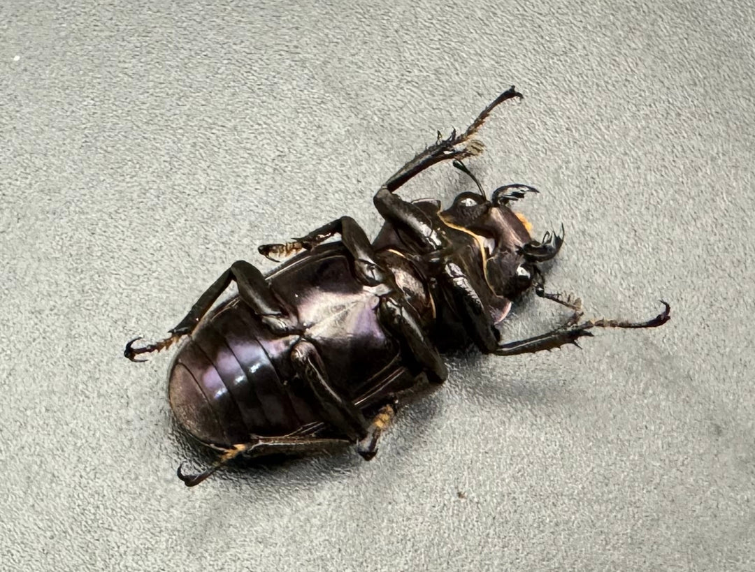 【美麗】即ブリ《メタリフェルホソアカ 69mm ペア》わたくわ氏ブリード個体