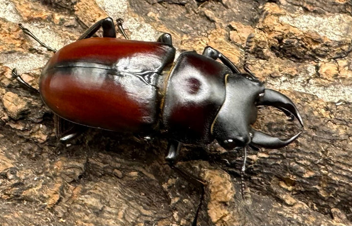 【WD】《チベット産 ドンキエルコクワ原名亜種 34mm ペア》