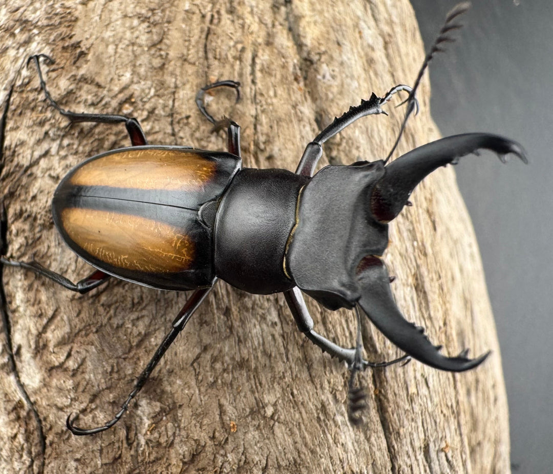 【WD】《パリーミヤマクワガタ 36.5mm ペア》