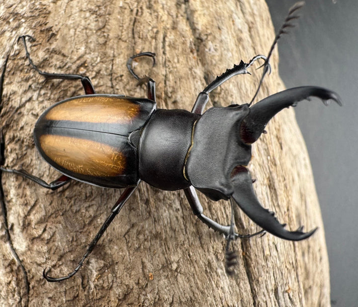 【WD】《パリーミヤマクワガタ 36.5mm ペア》