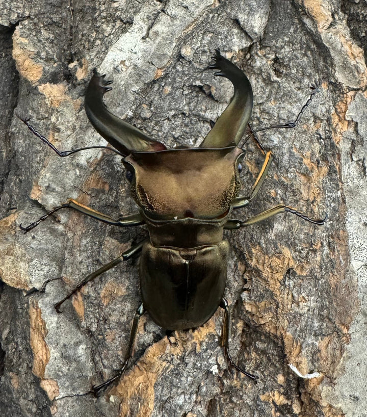 《スペキオススホソアカ 52mm ペア》セルヴォラン氏ブリード個体