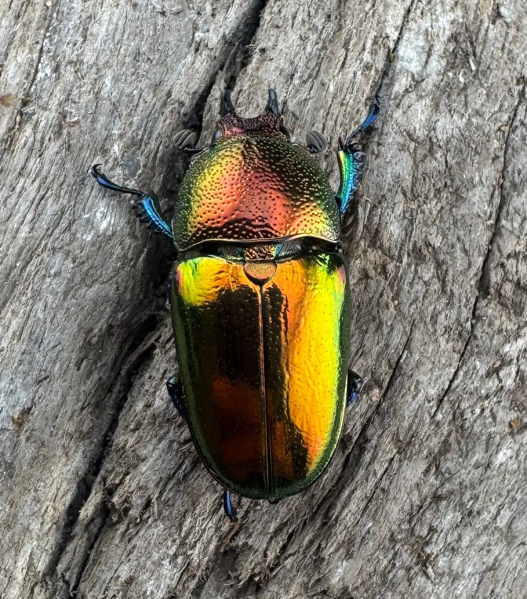 【WD】大型《パプアキンイロクワガタ アルファック産 45mm ペア》