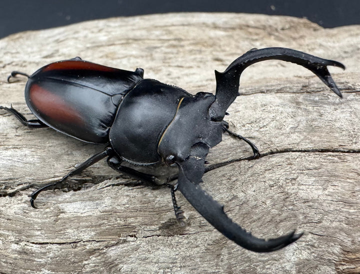 【WF4】《海南シカクワガタ 50mm ペア》