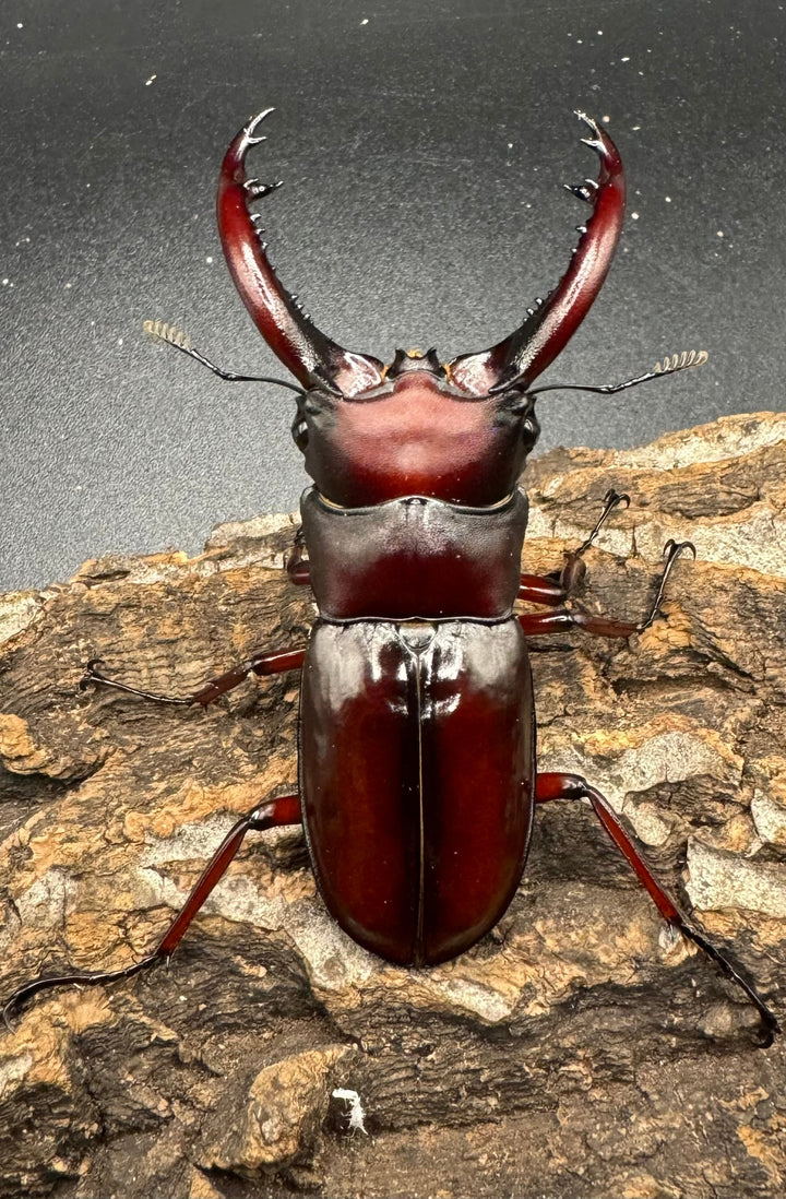 《フォルスターフタマタ亜種ニシ 紅系累代 72mm ペア》inohiro109氏ブリード個体