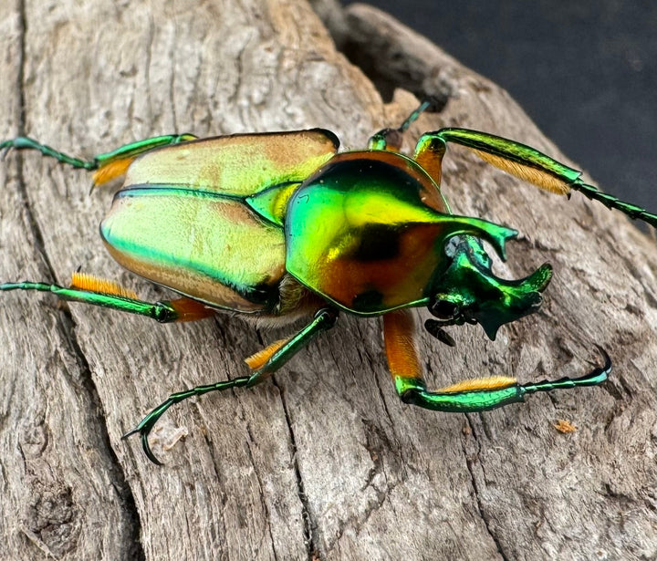 【WD】《セブヒメカブトハナムグリ亜種kachikun ペア》