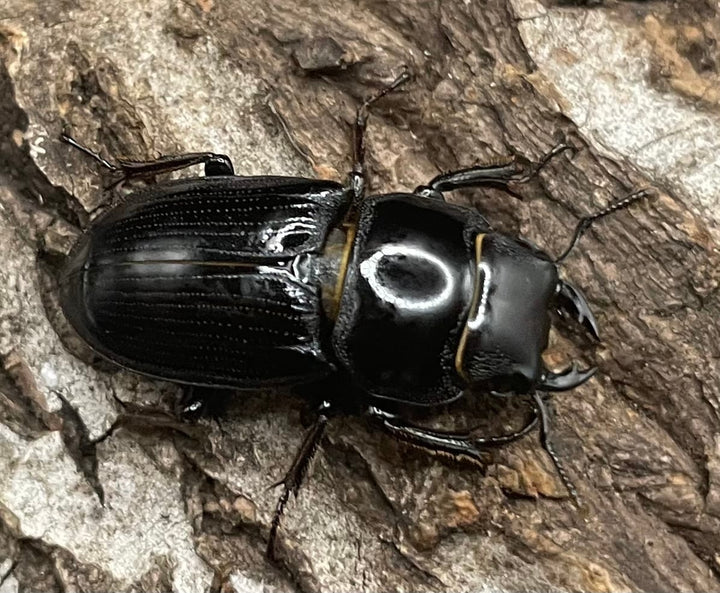 【F0】《ドルクス カツラ 25mm ペア》