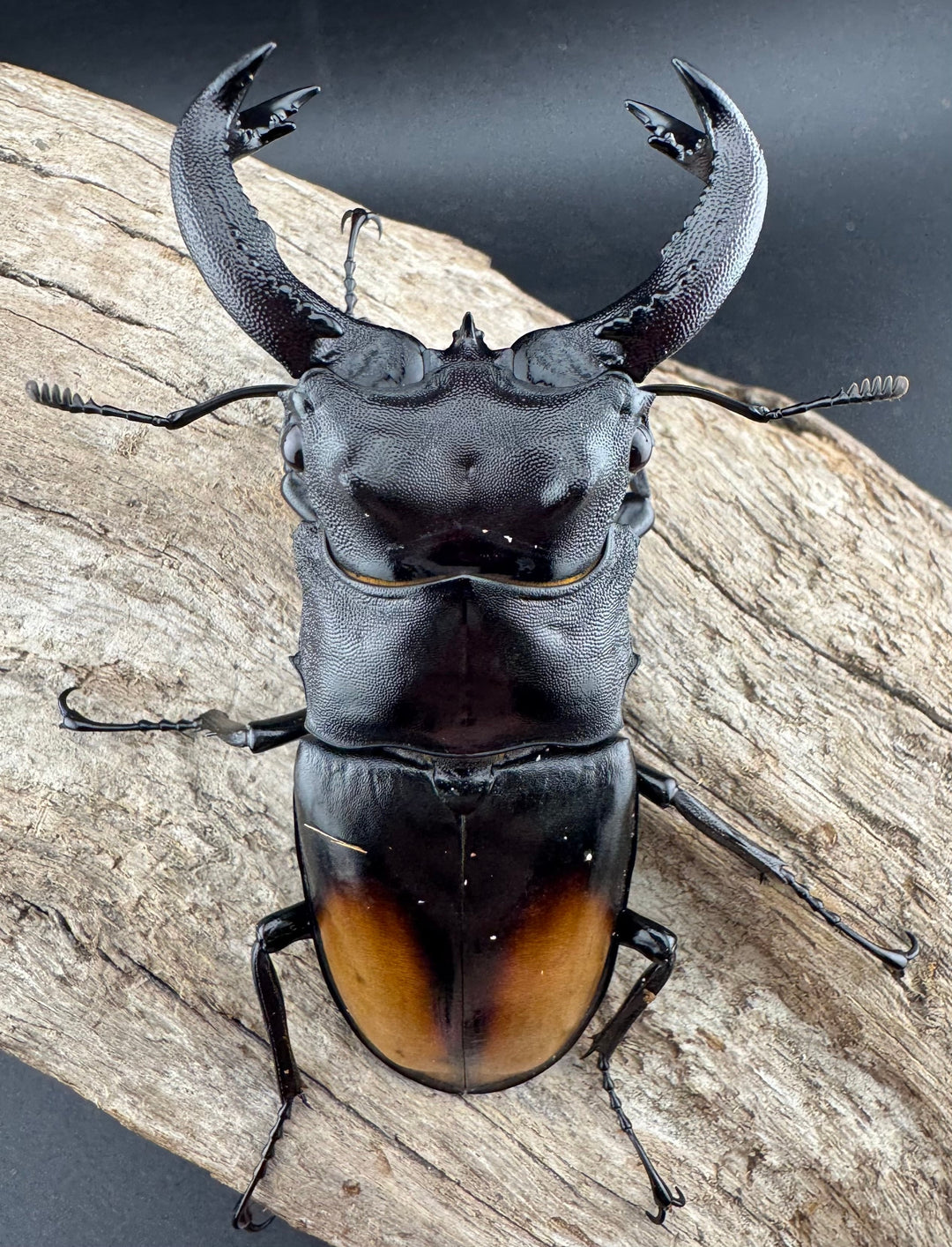 【WD】《セアカフタマタ（パリーフタマタ） 82mm ペア》