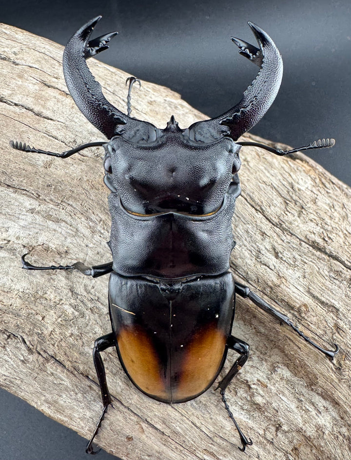 【WD】《セアカフタマタ（パリーフタマタ） 82mm ペア》