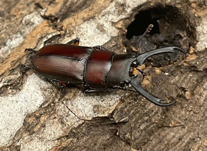 【WD】《カプレコルヌスウスバクワガタ 27mm ペア》