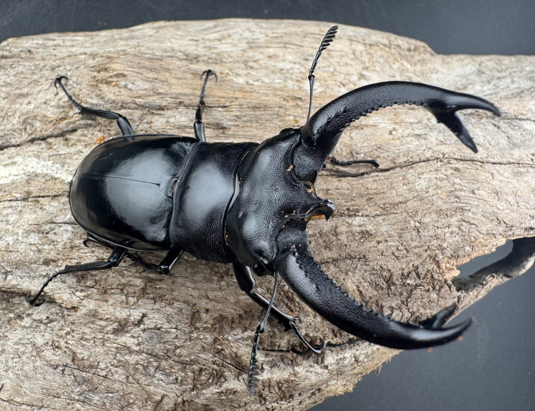 【WD】《ブケットフタマタクワガタ 73mm ペア》